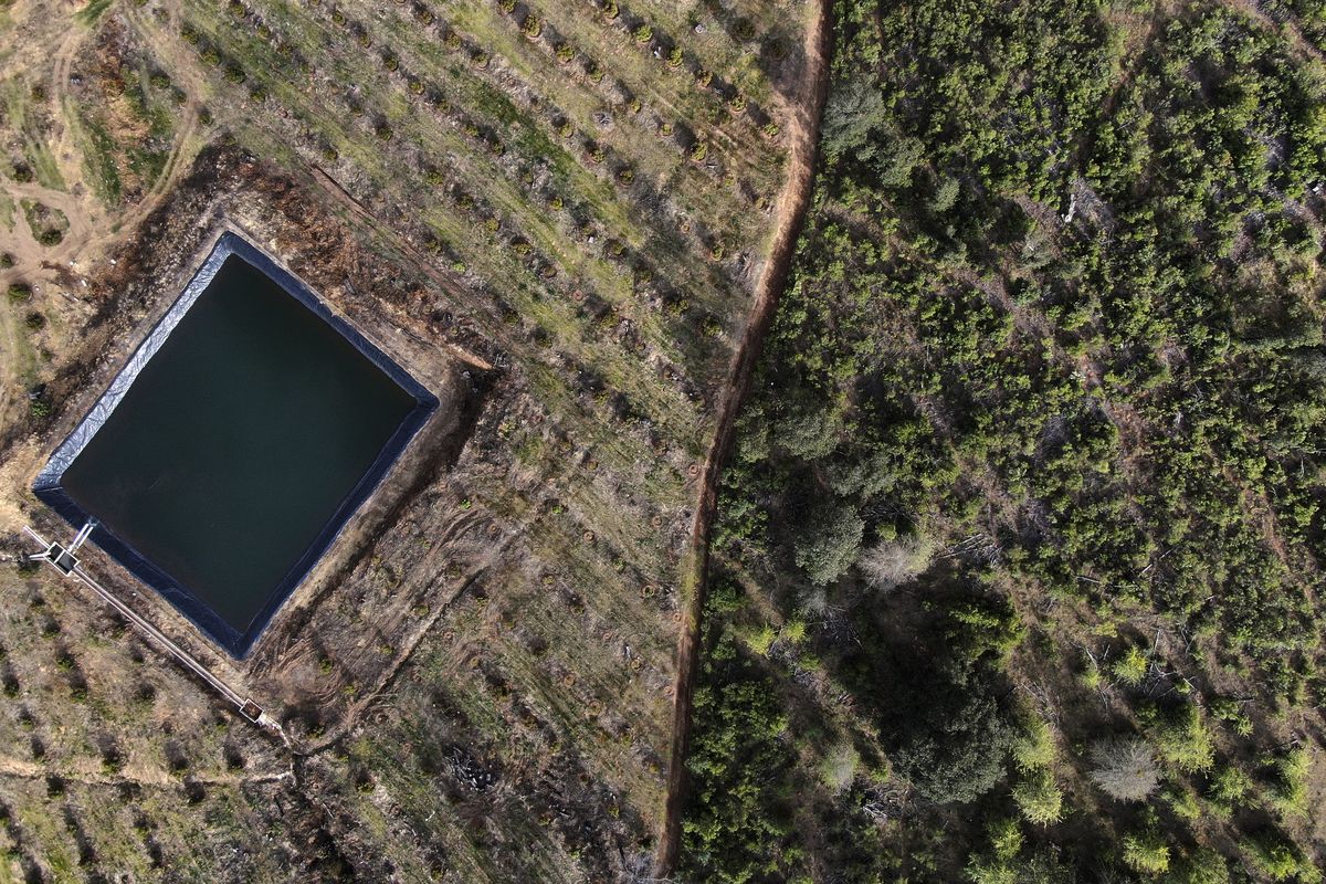 A retaining pond sits amid an avocado plantation bordering a pine forest in the Indigenous township of Cheran, Michoacan state, Mexico Thursday, Jan. 20, 2022. Regular citizens have taken the fight against illegal logging into their own hands in the pine-covered mountains of western Mexico. Over the last decade they have seen illegal logging clear the hillsides for plantations of water hungry avocado trees.  (Fernando Llano)