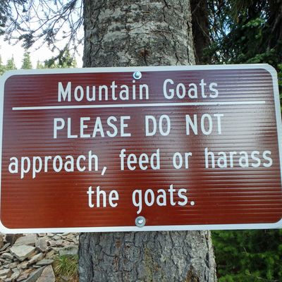 Education efforts continue to inform hikers about being safe around the mountain goats at Scotchman Peak northeast of Lake Pend Oreille.  (Friends of the Scotchman Peaks Wilderness)