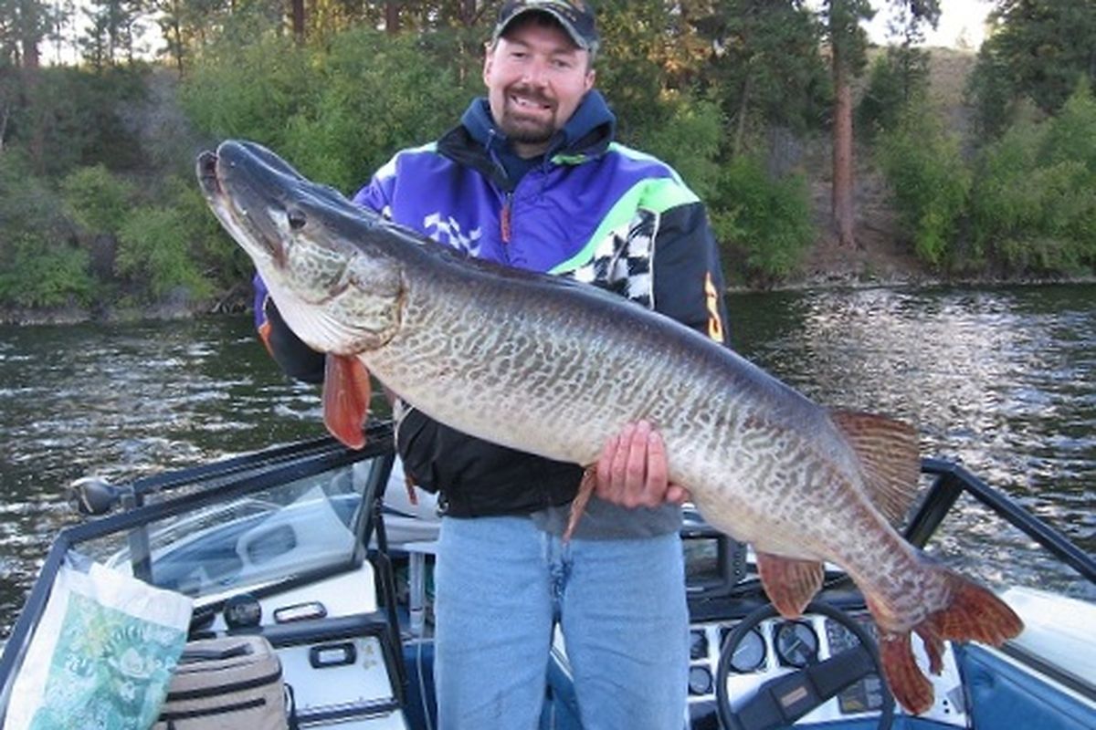 Chris Gades of St. Maries, Idaho, caught this tiger musky in September 2011 in Curlew Lake, Washington. It was the first 50-inch tiger musky caught (and released) in a Washington tiger musky tournament. (Courtesy photo)