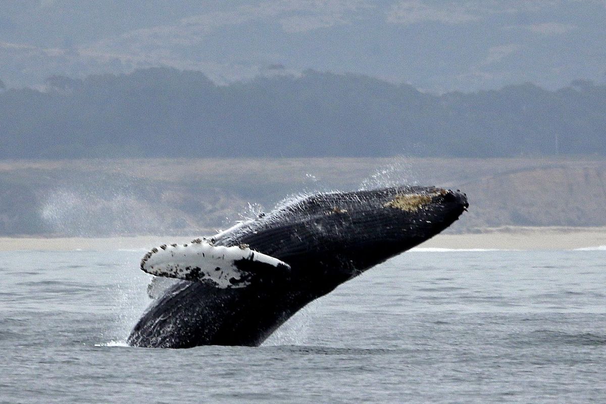 In this Aug. 7, 2017 file photo, a humpback whale breeches off Half Moon Bay, Calif. (Eric Risberg / AP)