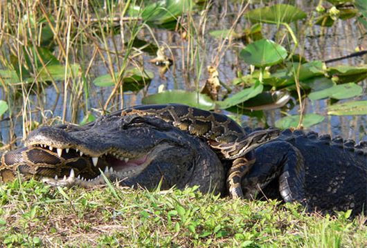 Three Everglades Deer Found In One Big Python Belly 