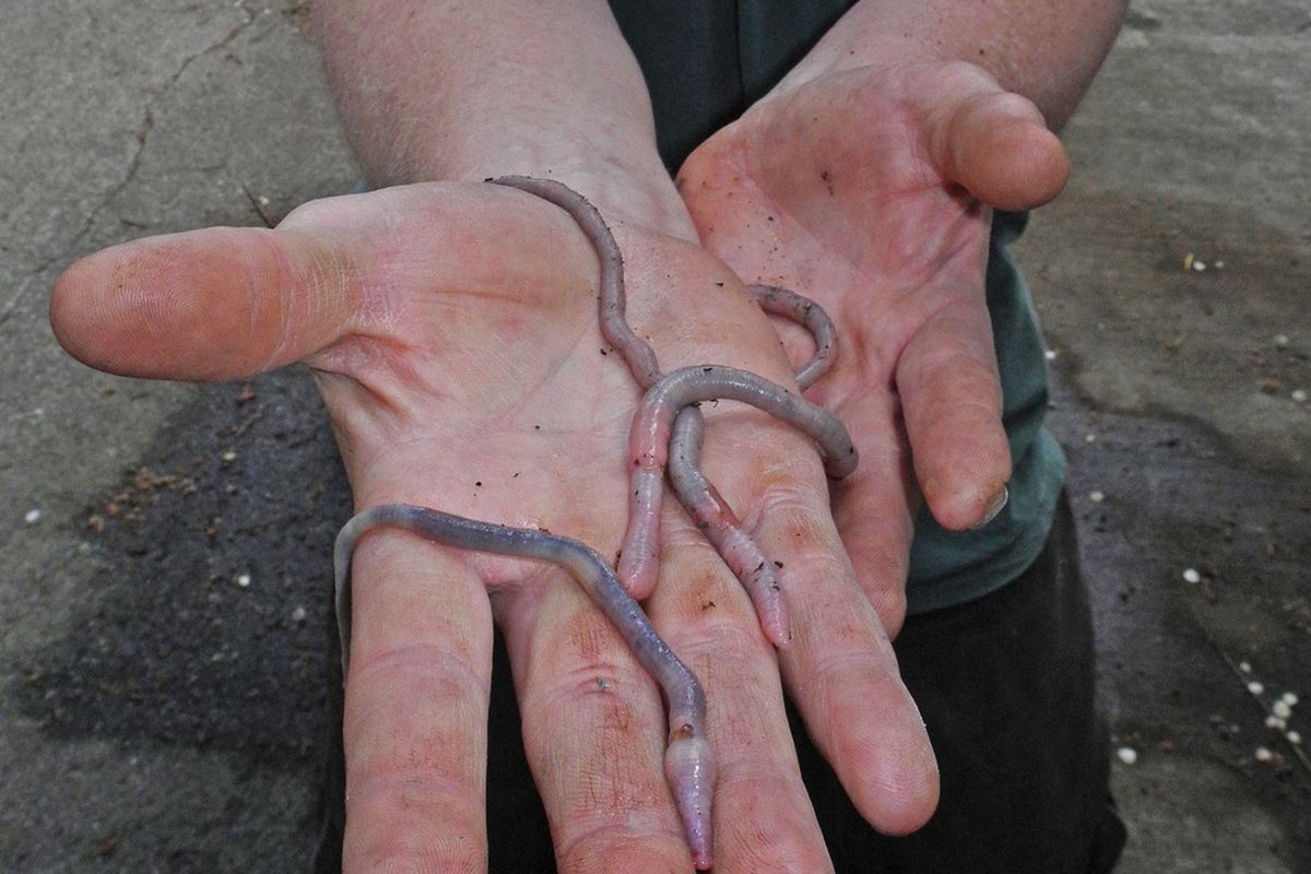 Cass Davis of Latah County discovered what he believes are three specimens of the extremely rare giant Palouse earthworm. (Henry Moore Jr.)