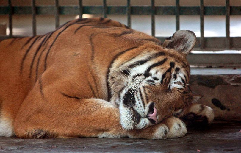 A tiger sleeps inside an enclosure at the zoo in Dhaka, Bangladesh, on Tuesday.  (Associated Press)