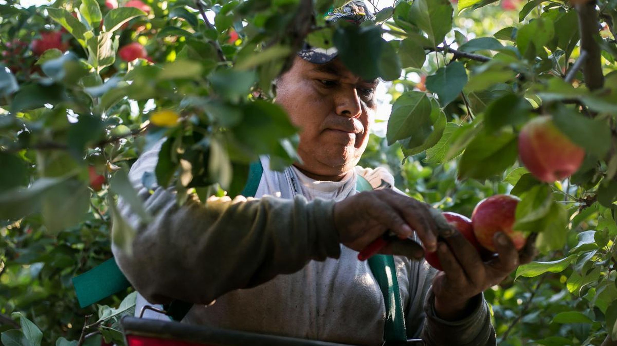 Apple variety Red Delicious - Nursery Oberhofer - production of apple trees