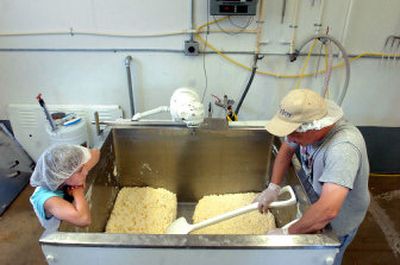 
Tabitha Kemp, 8, left, watches her dad, cheesemaker Allen Kemp, form large quivering slabs of solidifying cheese with plastic scoop shovels in the bottom of the small cheese vat at Hoo Doo Valley Creamery. He makes one batch, consisting of about 160 to 170 pounds of cheese, per day. He begins with about 1,100 pounds of whole milk. 
 (Photos by Jesse Tinsley/ / The Spokesman-Review)