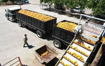 
Bob Pasco walks to check the load on his truck Tuesday in Orange Cove, Calif. Trucking companies like Keith Nilmeier's that truck farm produce are facing tough times during planting season from high oil prices. 
 (Associated Press / The Spokesman-Review)