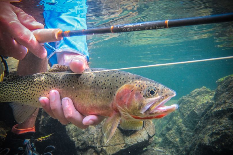 A fly fisher releases a cutthroat trout caught in the St. Joe River. (Michael Visintainer / Silver Bow Fly Shop)