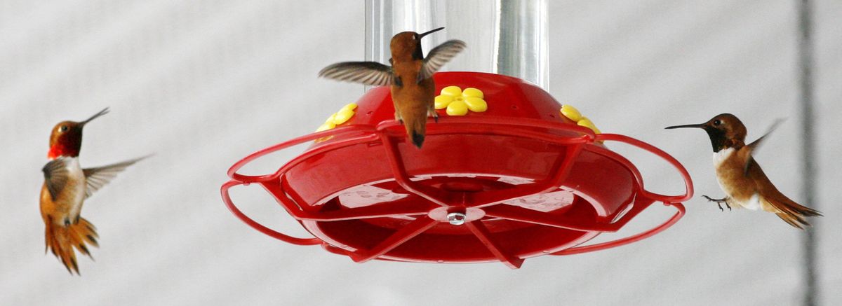 Rufous hummingbirds converge on one of the many feeders at a home in Hyak, Wash., in this photo from April 2009.  (Alan Berner/The Seattle Times)