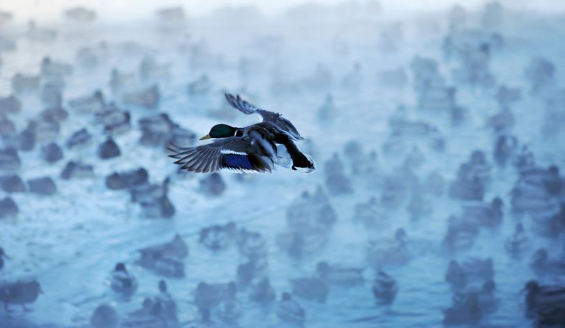 A mallard looks for a place to land amongst the hundreds of ducks wintering over at the Cuddy Family Midtown Park in Anchorage, Alaska during below zero temperatures on Wednesday, Jan. 18, 2012. (Bill Roth / Anchorage Daily News)