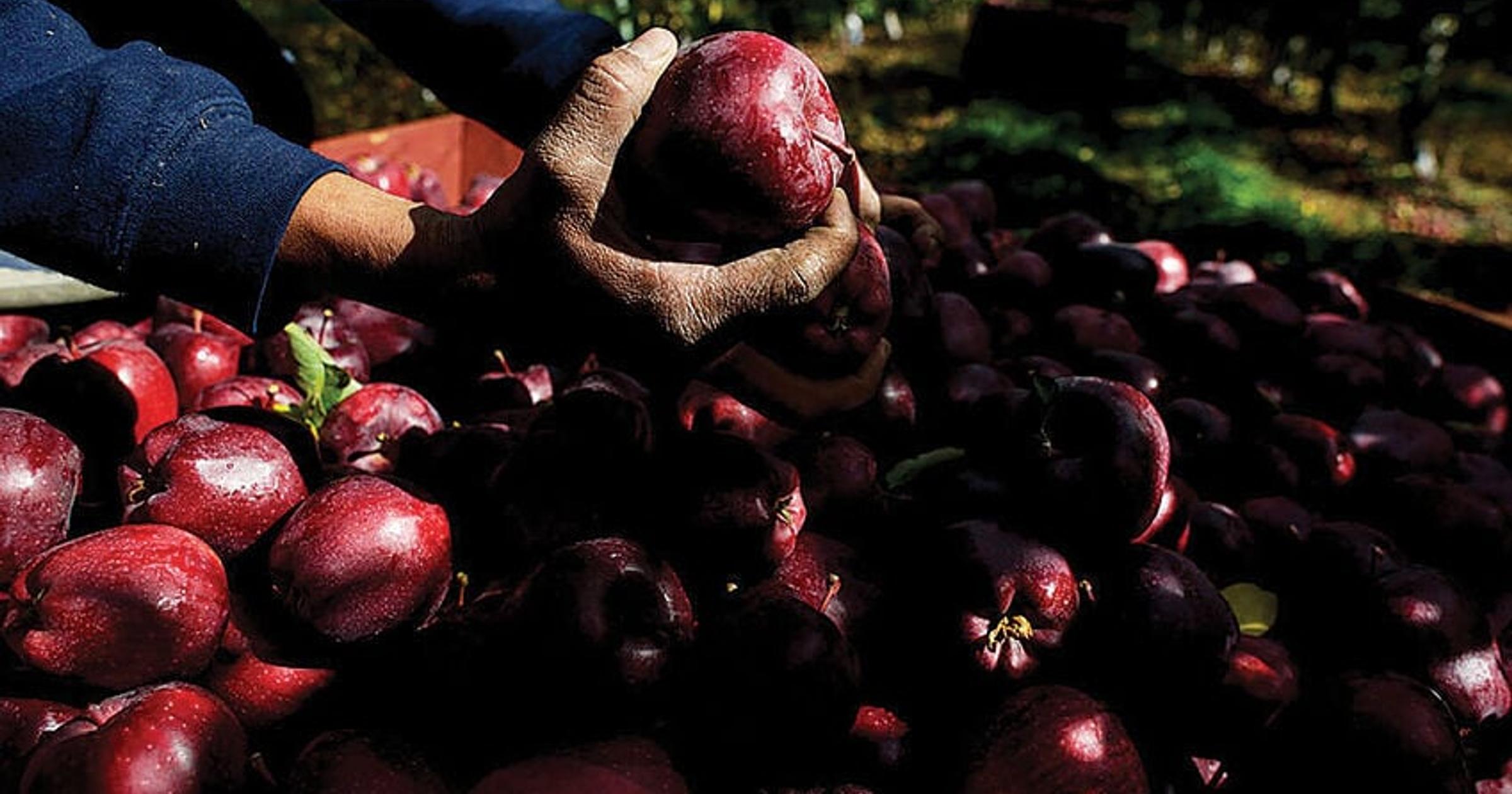 A bankruptcy and big business takeover signal change in Washington's apple industry
