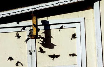 
If your feeder is a popular destination, you'll hear your share of songbirds.
 (File/ / The Spokesman-Review)