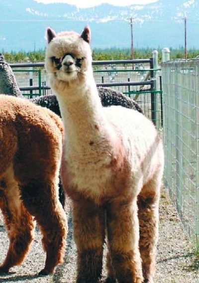 
Alpaca wool is as soft as cashmere and comes in black, brown, gray and white. 
 (Courtesy Janus Alpaca and Fiber Co. / The Spokesman-Review)