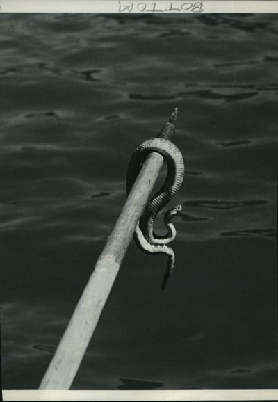 FILE - In this photo from 1940, a Bureau of Reclamation employee found rattlesnakes in “the dam,” although the caption on the photo doesn’t specify which dam. But it noted that rattlesnakes are at home in the water. (SR Photo Archive)