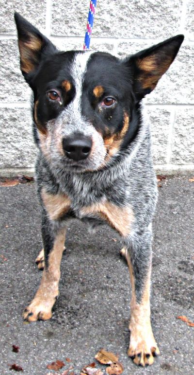 Tucker the Blue heeler is ready to play with his new owner. He was surrendered to the Spokane County Regional Animal Protection Service. (Brenda Udelhoven / SCRAPS)