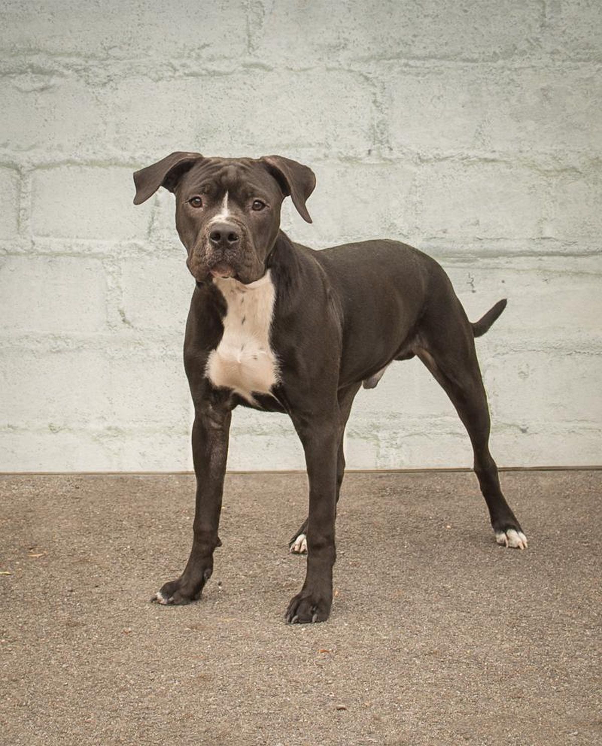 Free Pitbull Puppies Spokane Washington - Puppy And Pets