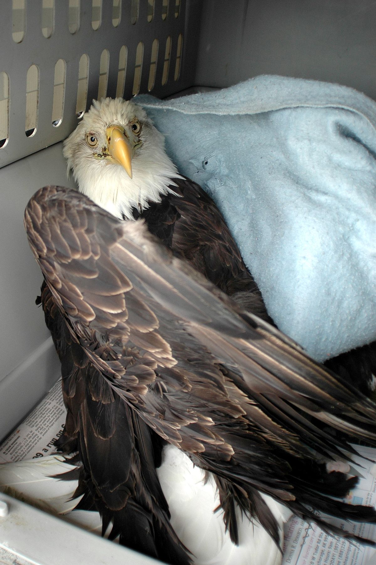 Left: The female eagle who fell into the snow near Valdez, Alaska, is being treated for multiple injuries. The male died.