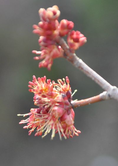 Red maples are among the first trees to bloom, and their dainty flowers are a common sight in populated areas. (Mike Prager)