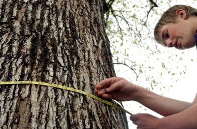 
Lake City High freshman Mike Cooper measures a cucumber magnolia tree Thursday on Fourth Street in Coeur d'Alene. 
 (Kathy Plonka / The Spokesman-Review)