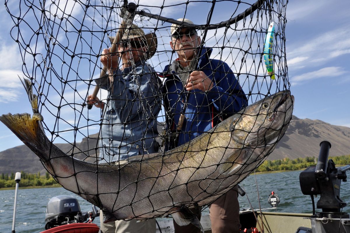 Salmon fishing guide Dave Grove nets a fall chinook for David Moershel of Spokane while fishing on the Columbia River. (Rich Landers)