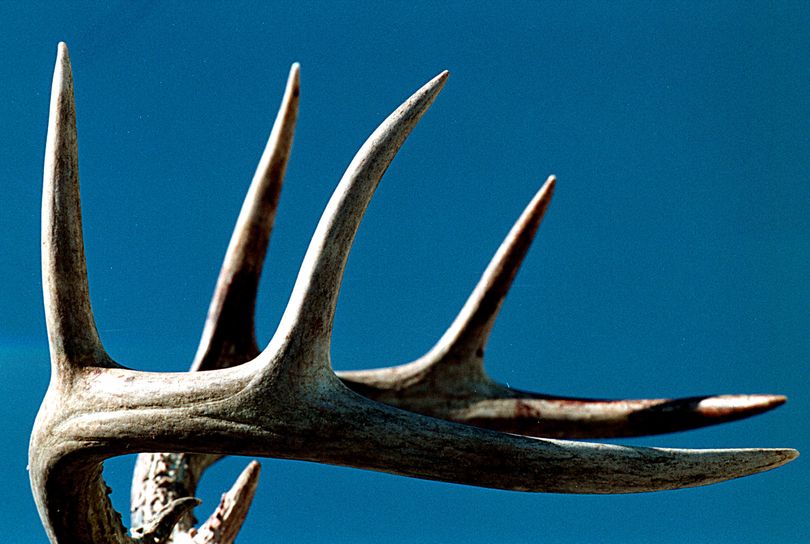 The four-point antler restriction for whitetail bucks could be lifted in Units 117 and 121. (Kathy Plonka)