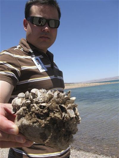 In this July 6, 2009 file photo, Andrew Munoz, of the Lake Mead National Recreation Area, holds up a rock covered with the invasive quagga mussels at Lake Mead National Recreation Area, Nev. A regional power planning group from Idaho, Oregon, Washington and Montana is pursuing $2 million from the federal government to help fend off the menace of invasive mussels that have clogged Colorado River reservoirs since 2007. These states and others say they're frustrated by the number of boats that continue to come from Lake Mead in Nevada and Arizona over their borders infested with quagga and zebra mussels. (AP / Felicia Fonseca)