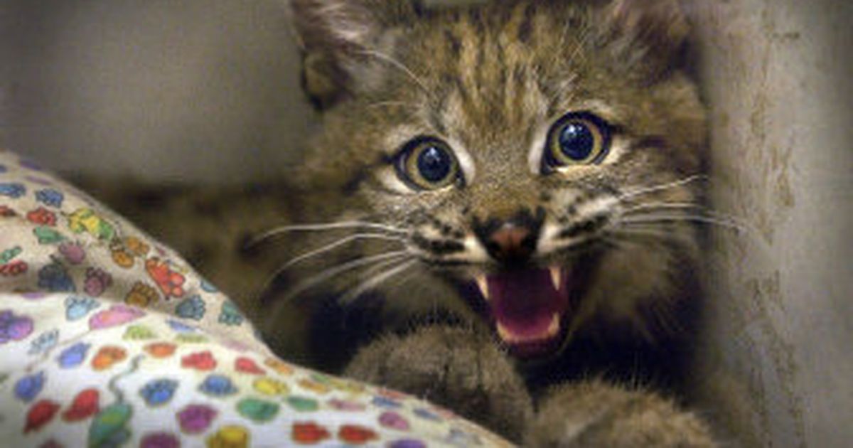 Bobcat Recovering From Burns The Spokesman Review