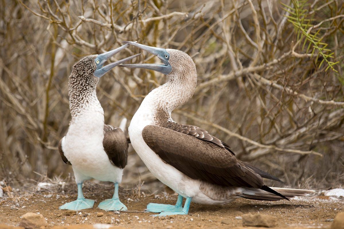 An undated photo provided by Yolanda Escobar shows blue-footed boobies in the Galápagos Islands. Organizing a responsible visit to sensitive areas like the Galápagos Islands or Antarctica involves research, decoding certifications and possibly a travel adviser.  (YOLANDA ESCOBAR/New York Times)