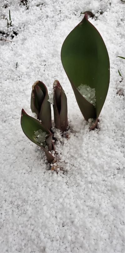 The foamlike balls known as graupel are seen clustered Saturday around emerging tulips in Pullman.  (Linda Weiford)