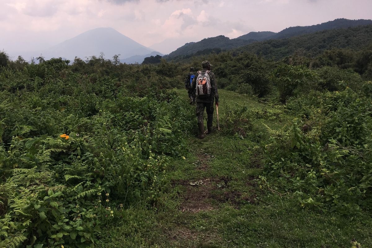 Guides lead gorilla treks in Volcanoes National Park in Rwanda where the lush rainforest cloaks the ancient peaks of the Virungas. (Mary Winston Nicklin / Washington Post)