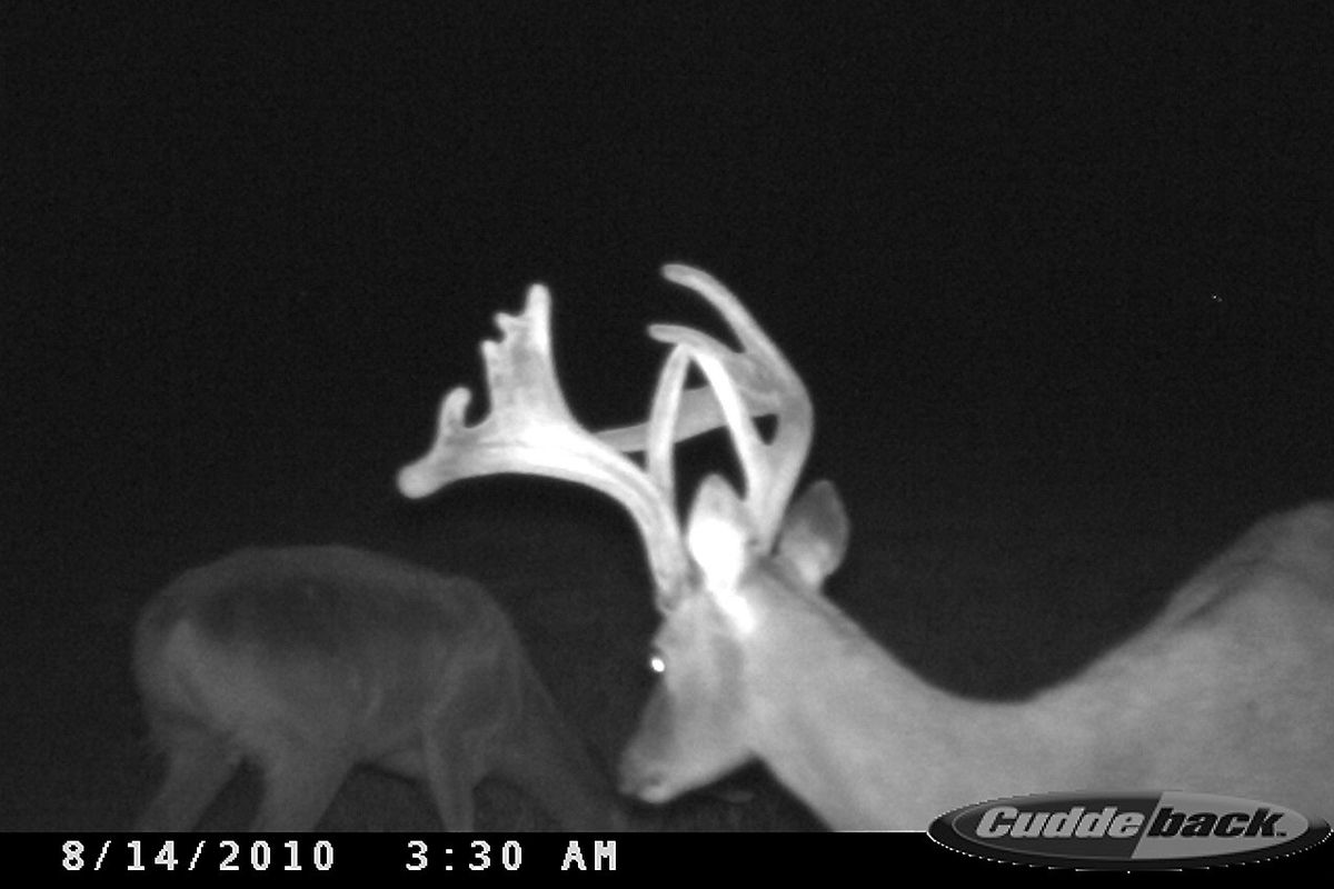 A trophy whitetail buck, still in velvet, is recorded in August by a remote camera installed at a food plot by outfitter Brian Beisher. 