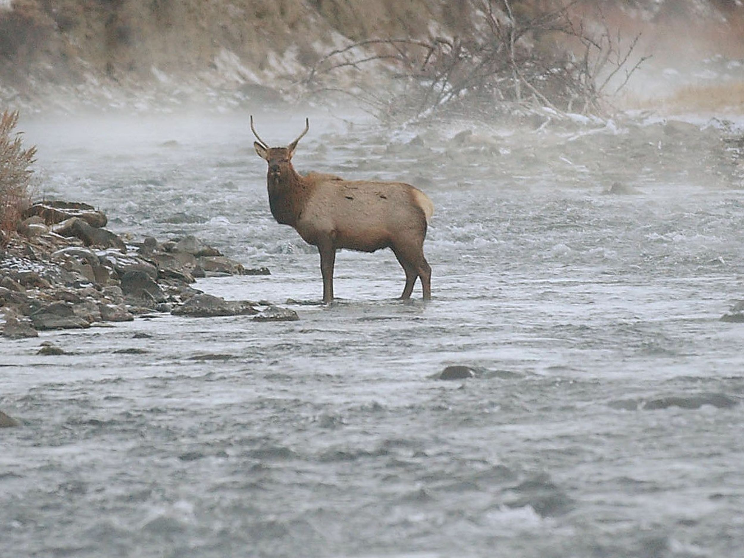 https://thumb.spokesman.com/rup-RzQ70dsc5ypWcGBqtk1Z4Ck=/2500x1875/smart/media.spokesman.com/photos/2008/09/28/out28_yellowstone_09-28-2008_17EAEL4.jpg