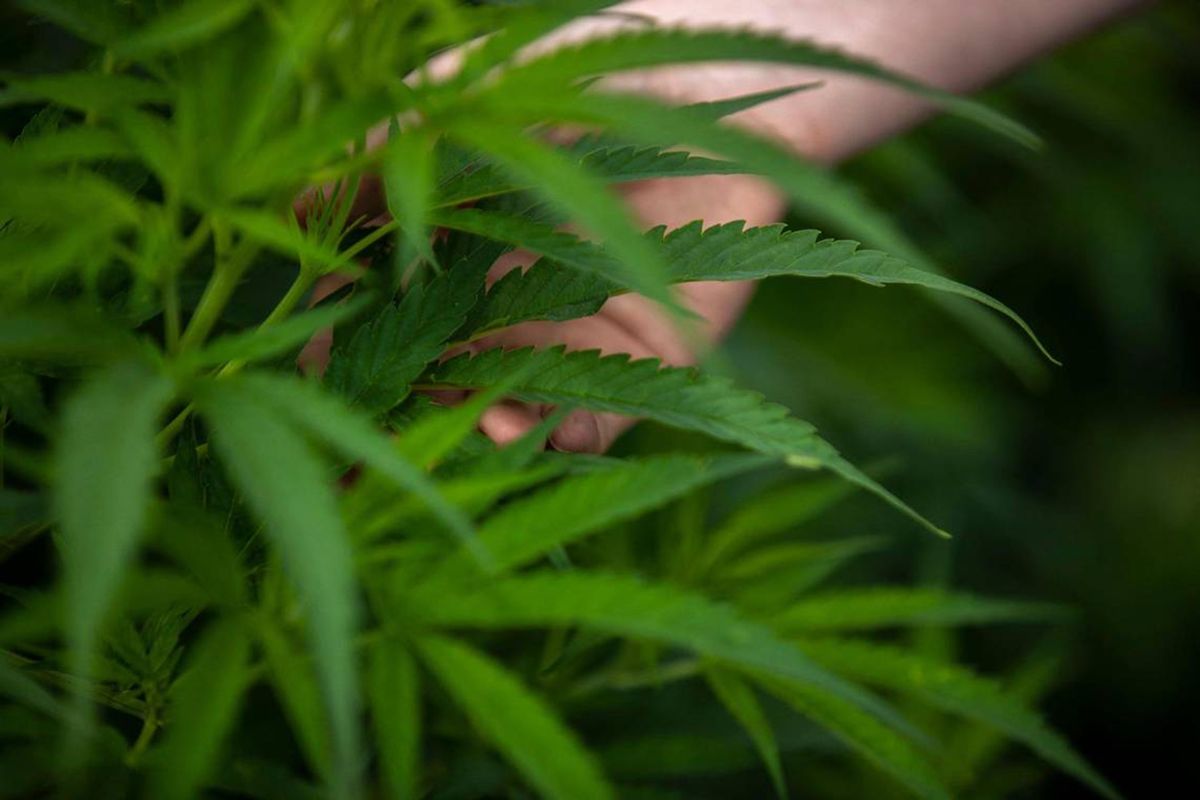 Amos Phillips holds a hemp plant in a field in Owen County, Kentucky on Thursday, June 22, 2023. (Ryan C. Hermens/Lexington Herald-Leader/TNS)  (Ryan C. Hermens/Lexington Herald-Leader/TNS)