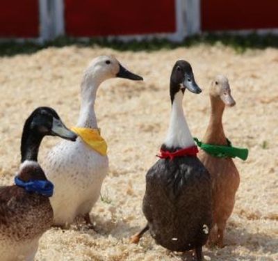 Ducks at the fair