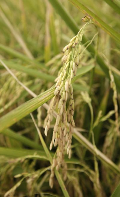The FDA ruled that the genetically modified rice is safe to eat, but that didn’t bring back the European market. (Associated Press)