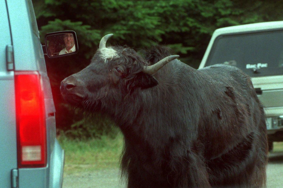 A yak at the Olympic game farm in Sequim wanders up to a car window to look for a piece of bread. (Liz KishimotoThe Spokesman-Review/)