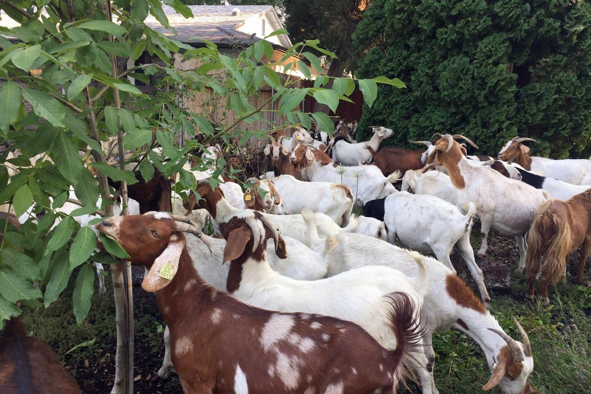 Scores of goats much on the flora and fauna in a residential area of Boise, Idaho, Friday, Aug 3, 2018. About 100 escaped goats munched on manicured lawns in Idaho