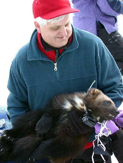 
Researcher Keith Aubry holds sedated young wolverine at Harts Pass near Mazama, Wash.
 (Associated Press / The Spokesman-Review)