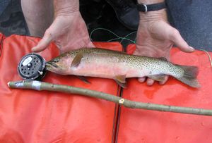 Dan Carpenter landed this nice cutthroat trout using a pole he made out of a stick and duct tape (Courtesy Boyd / The Spokesman-Review)