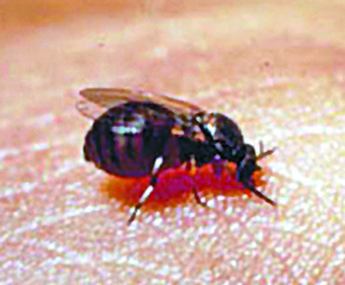 Black fly hotsell repellent for dogs