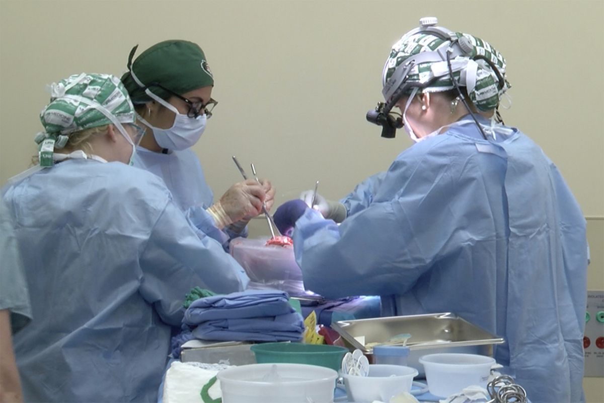 In this photo provided by the University of Alabama at Birmingham, surgeons prepare to transplant kidneys from a genetically modified pig into the body of a deceased recipient in September 2021. The experimental procedure was a step-by-step rehearsal for operations they hope to try in living patients possibly later in 2022, part of a quest to use animal organs to save human lives.  (HONS)