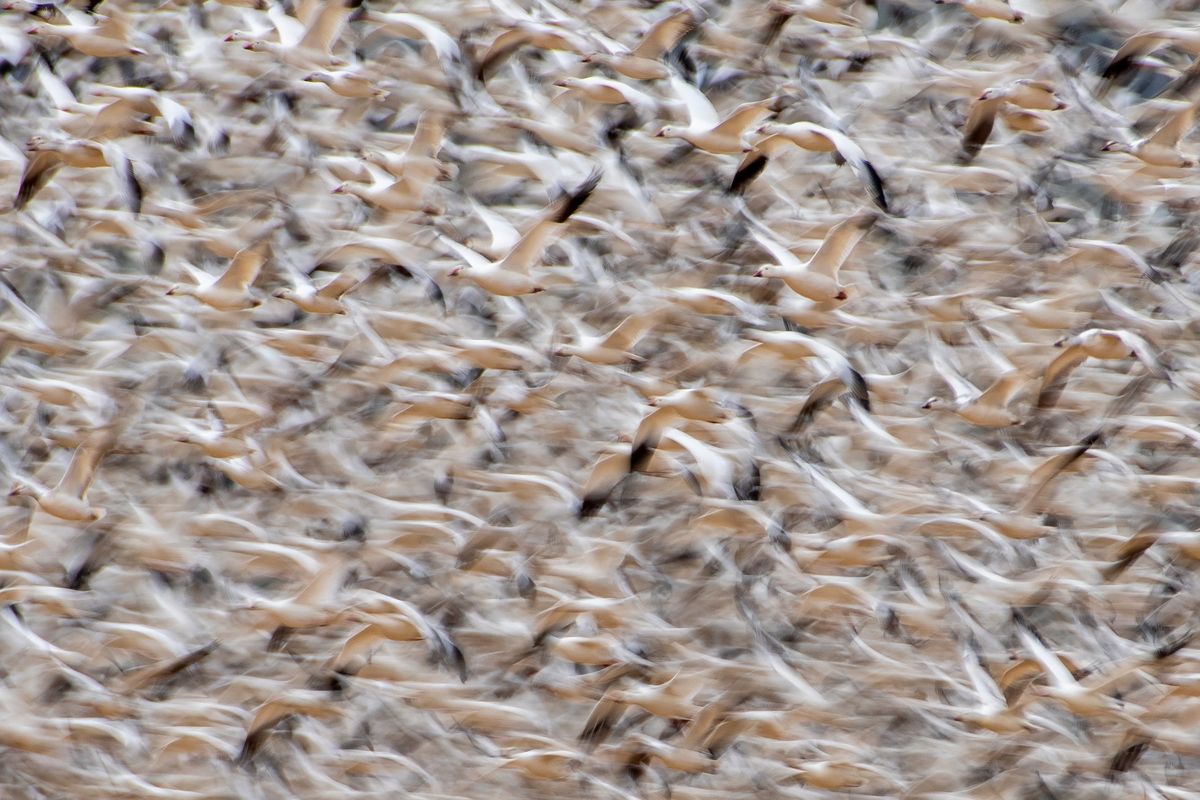 Thousands of snow geese take flight at sunrise on Sunday at the Columbia National Wildlife Refuge near Othello.  (COLIN TIERNAN/THE SPOKESMAN-REVIEW)