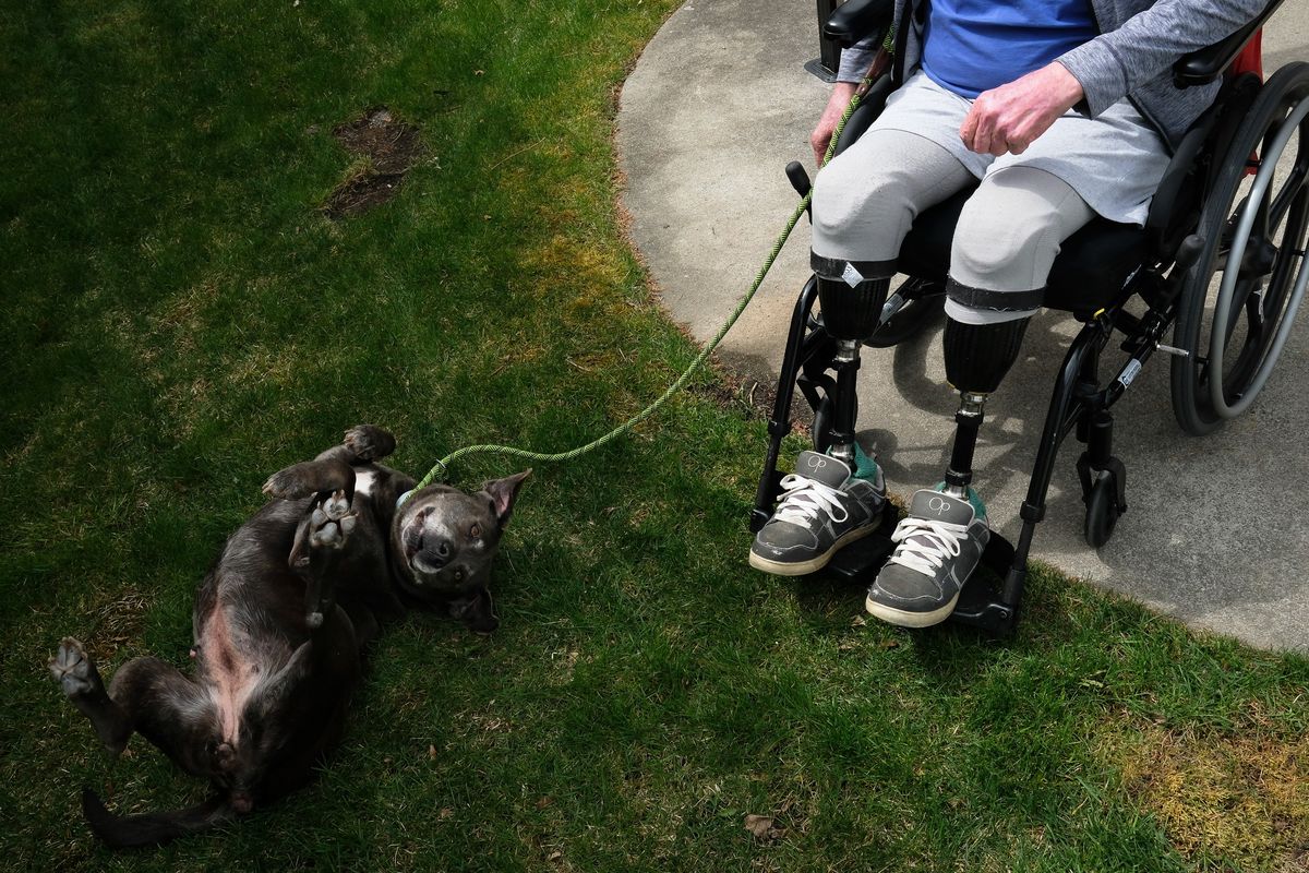 Labrador mix Cuddlebug pauses for a roll in the grass outside Sullivan Park Care Center while on a stroll with resident Ed Minzes, 67, on Friday in Spokane Valley. Sullivan Park Care Center is partnering with SpokAnimal to have its residents foster senior dogs.  (Tyler Tjomsland/The Spokesman-Review)