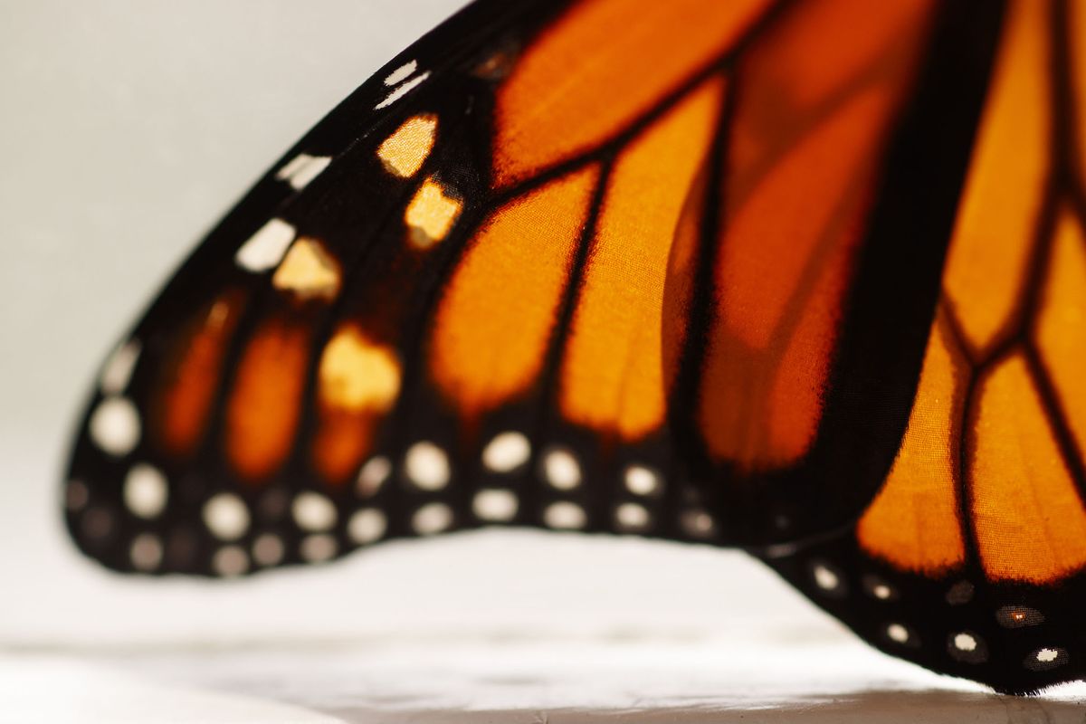 In this June 2, 2019, photo, a monarch butterfly wing soon after it emerged in Washington. Trump administration officials are expected to say this week whether the monarch butterfly, a colorful and familiar backyard visitor now caught in a global extinction crisis, should receive federal designation as a threatened species.  (Carolyn Kaster/Associated Press)