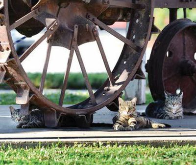 A trio of wild felines take up residence under a vintage tractor along Main Street in Asotin. A stray cat issue has become an epidemic, with cats having free roam over the small town along the Snake River. (Kyle Mills/Lewiston Tribune photo)