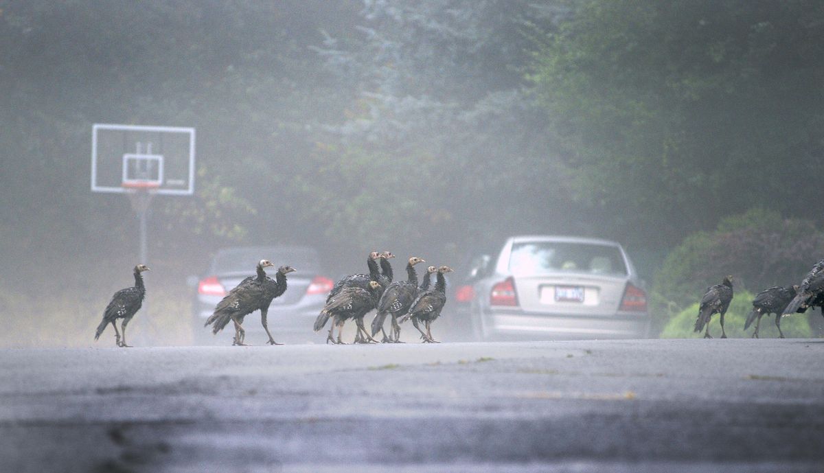 Soaked by the recent rain and fog, Monday Aug. 28, 2018, a turkey family strolls down Glennaire Ave. in Spokane. (Christopher Anderson / The Spokesman-Review)