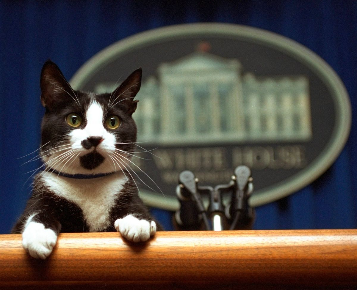 President Bill Clinton’s cat Socks peers over the podium in the White House briefing room on March 19, 1994, in Washington.  (Marcy Nighswander)
