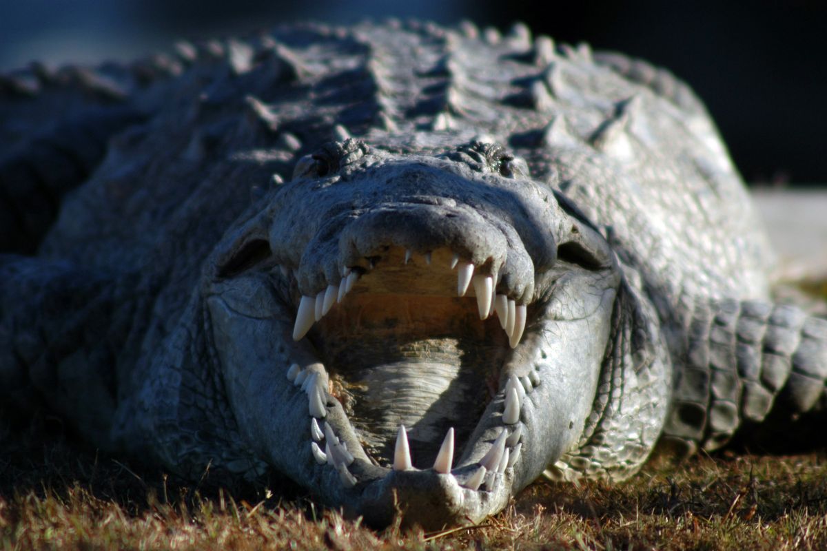 A photo provided by the National Park Service shows an American crocodile at Everglades National Park in Florida. An American crocodile living alone in Costa Rica laid a clutch of eggs. One of them matured in an incubator, yielding a perfectly formed but stillborn baby crocodile. (NATIONAL PARK SERVICE)