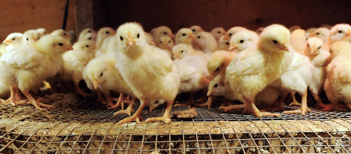 Palouse Pastured Poultry - June 8, 2011 | The Spokesman-Review