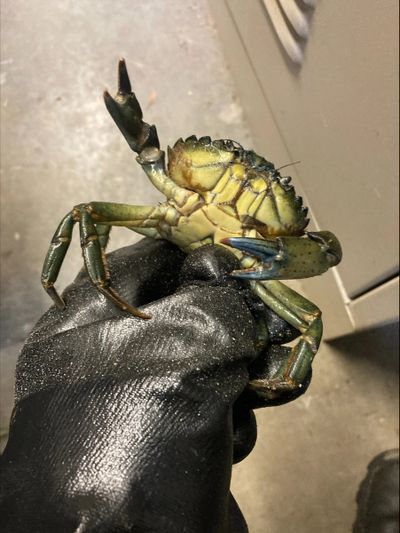 A live invasive European green crab confiscated from a seafood market in Seattle on Dec. 12.  (Washington Department of Fish and Wildlife)