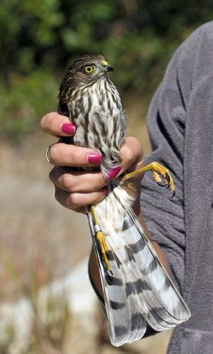 A sharp-shinned hawk is ready to release after volunteers trapped and banded the bird near Chelan Ridge during the prolific annual fall migration of raptors through the area.  (Photo by Teri Pieper / The Spokesman-Review)
